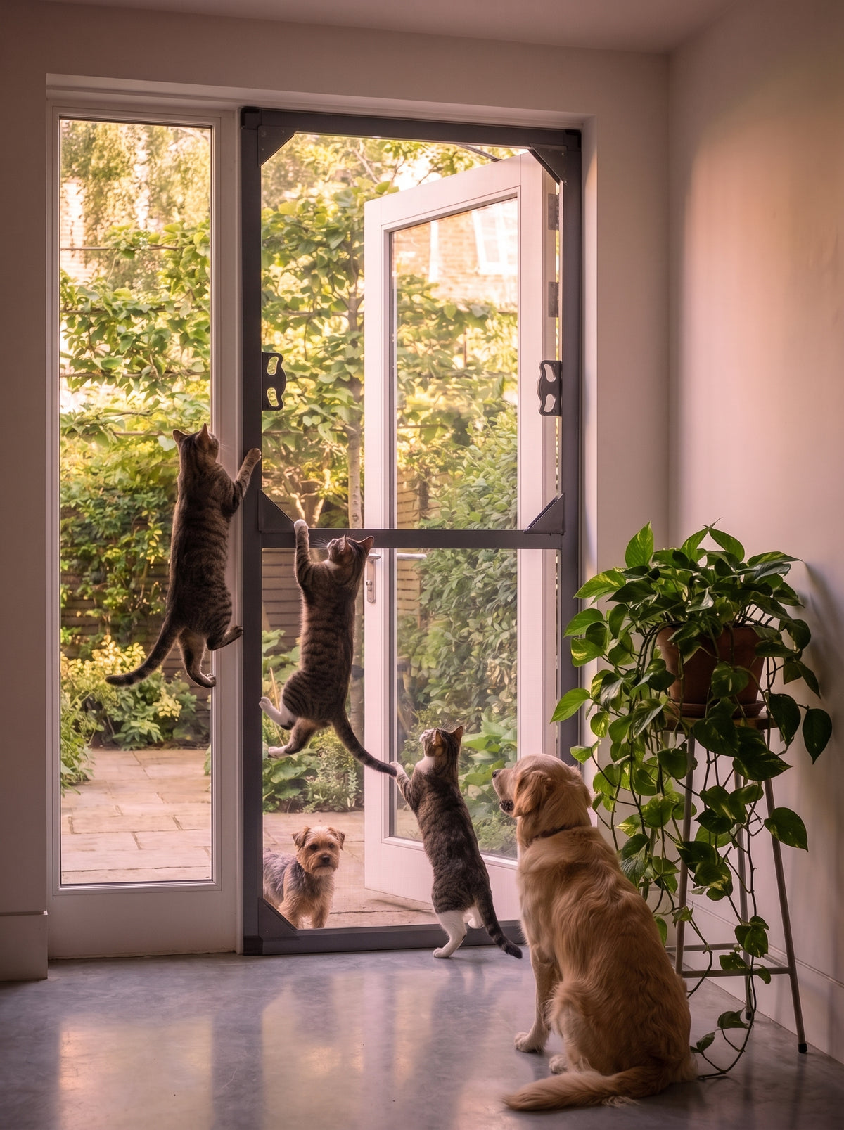 Hinged Door Fly Screen System – Cat Friendly | BlindMax